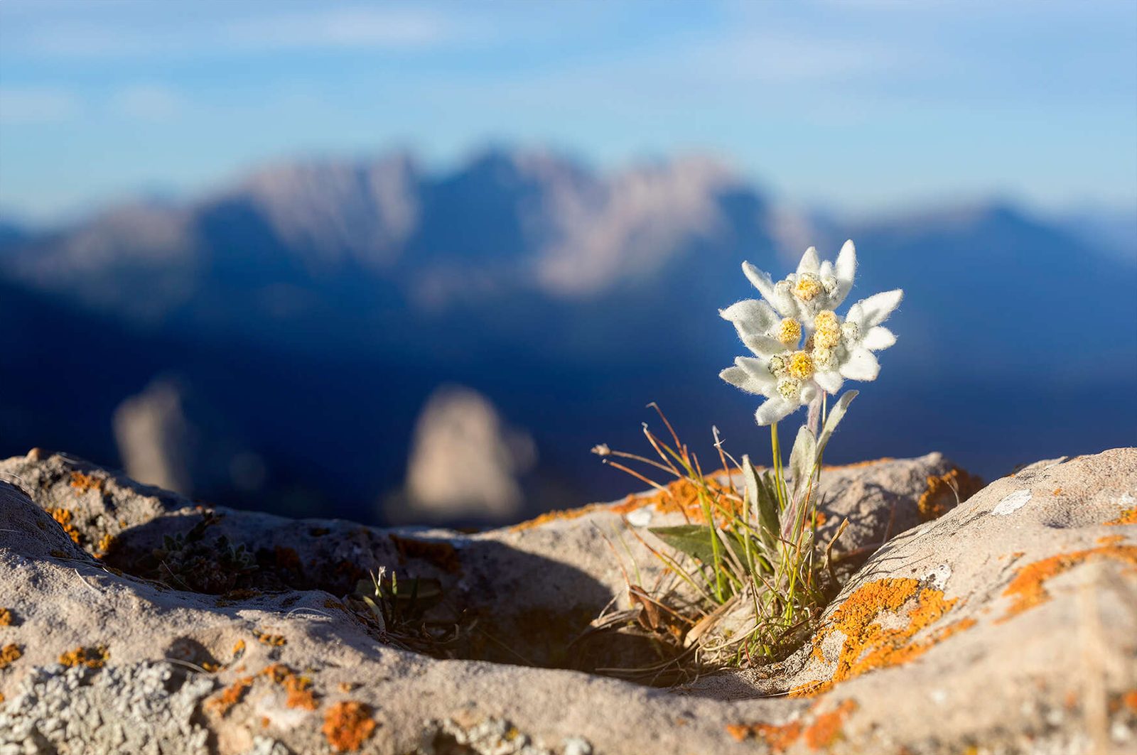 L'edelweiss, la petite étoile des montagnes